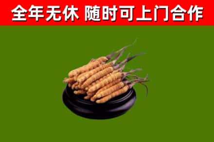 乳山回收散虫草