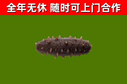 乳山回收海参干